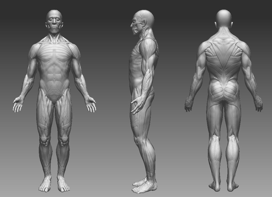 skinlessjoe_wip01.jpg (75828 bytes)